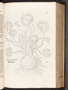 Cyclamen, illustration from De historia stirpium commentarii insignes by Leonhart Fuchs, 1542 by Heinrich and Meyer, Albert Fullmaurer