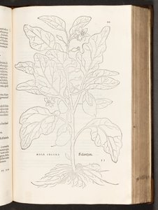 Aubergine, illustration from De historia stirpium commentarii insignes by Leonhart Fuchs, 1542 by Heinrich and Meyer, Albert Fullmaurer