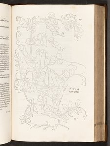 Pea, illustration from De historia stirpium commentarii insignes by Leonhart Fuchs, 1542 by Heinrich and Meyer, Albert Fullmaurer