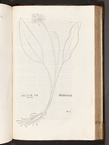 Allium, illustration from De historia stirpium commentarii insignes by Leonhart Fuchs, 1542 by Heinrich and Meyer, Albert Fullmaurer