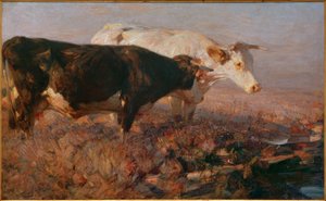 Cows in the Moor