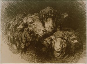 Sheep