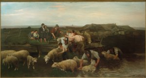 Sheep Washing