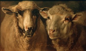 Two Sheep