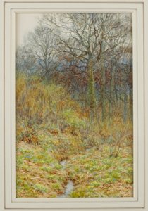 Our Primrose Wood