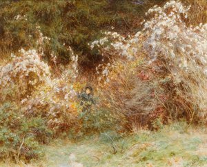 Travellers Joy: A Surrey Hedgerow
