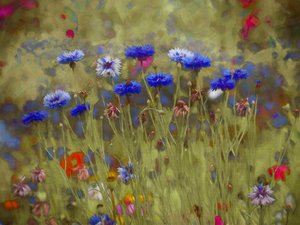 Cornflower Blue