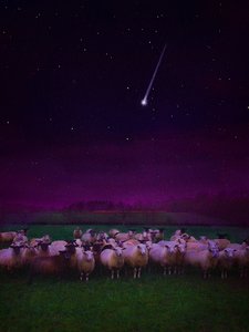 Flock by Night by Helen White