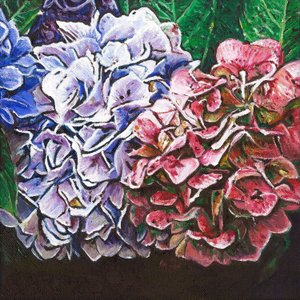 Hydrangeas