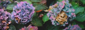 Hydrangeas by Helen White