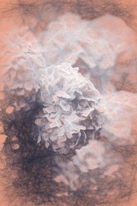 Pastel Hydrangeas