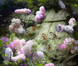 Spring Sparrows