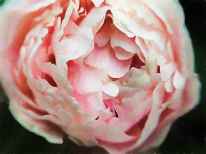 Tender Heart by Helen White