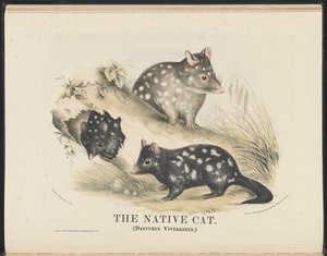 Mammals of Australia: The Native Cat by Helena Scott
