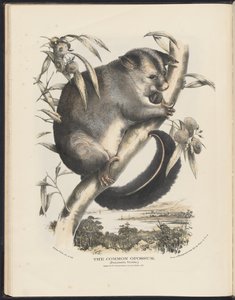 Mammals of Australia: The Common Opossum by Helena Scott