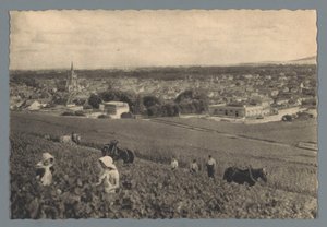 AY - Harvesting Black Grapes by Helio Cachan
