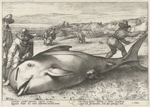 Stranded Pilot Whale on the Beach at Zandvoort, 1594