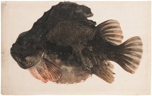 Study of a Male Lumpsucker