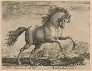 Wild Horse