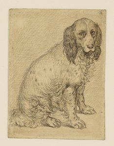 Sitting Drentsche Partridge Dog
