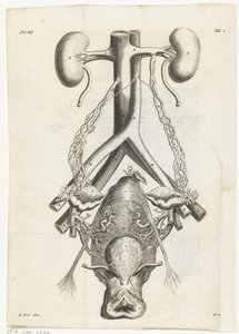 Anatomical illustration of the female genital organs and the kidneys (Book illustration for: Reinier de Graaf, Alle de wercken, Amsterdam, 1686)