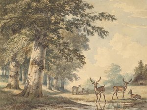 Deer under Beech Trees in Winter