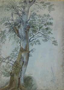 Study of a Tree by Hendrik Goltzius