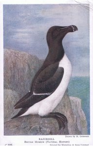 Razorbill, Postcard, 1930s by Hendrik Gronvold
