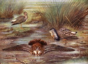 Two ruffs displaying to a reeve by Hendrik Gronvold