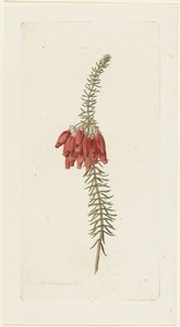 Flowers (Erica Mammosa)