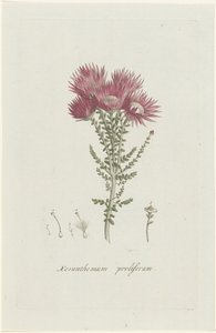 Phaenocoma prolifera Xeranthemum proliferum