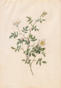 Brier Bush Rose or Dog Rose by Pierre Joseph Redouté