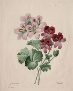 Geranium