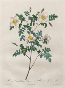 The Roses: Rosa Candolleana Elegans