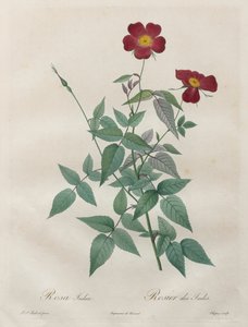 The Roses: Rosa Indica
