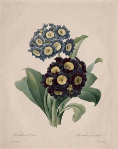 Primula auricula by Pierre Joseph Redouté