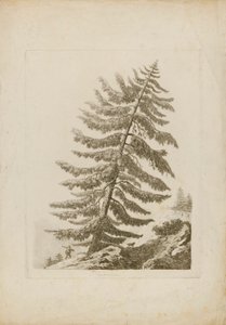 A Pine Tree by Henri L