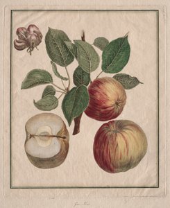 Apple with Leaf and Fruit Blossom