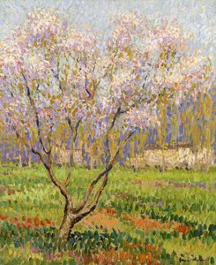 Apple Tree in Blossom