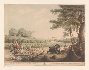 Bear Hunt in India