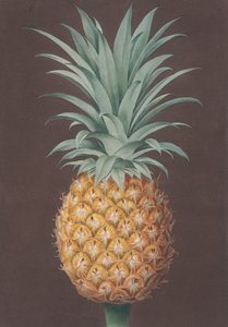The Smooth Leaved Green Antigua Pine