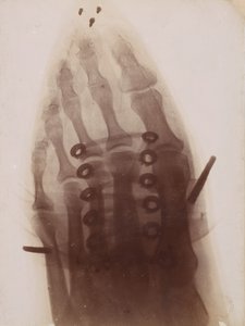 The Foot Through the Shoe by Henri van Heurck