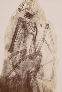X-Ray of the Mummy of a Raptor by Henri van Heurck