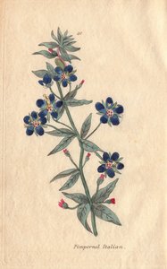 Italian pimpernel, Anagallis monellis, flower