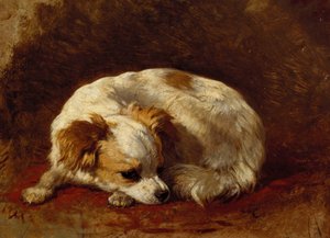 A Papillon