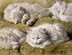 Studies of a Long-haired White Cat