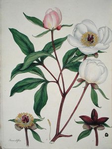 Paeonia Albiflora, from 