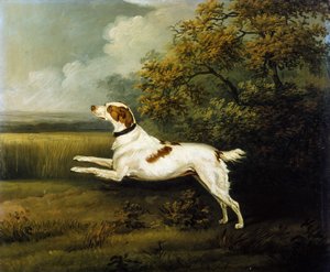 A Springer Spaniel in a Landscape