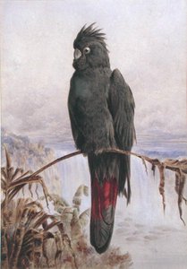 Australian Red-Tailed Black Cockatoo by Henry Bright