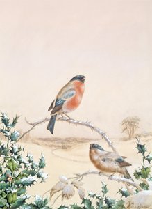 Winter scene with Chaffinch and Holly
